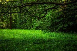 sommergrünes wildes gras unter langem zweig der eiche mit selektivem fokus. foto