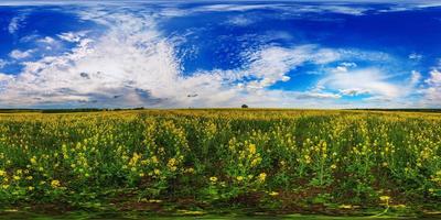 Kugelförmiges 360-Grad-Panorama des blühenden gelben Raps-Rapsfeldes des Sommertages in eqirectangularer Projektion foto