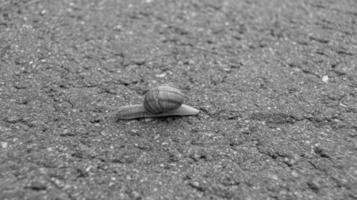 große Gartenschnecke im Gehäuse kriecht auf nasser Straße, beeil dich nach Hause foto