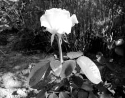 Strauß Wildblumen stachelige Rose blüht im Garten foto