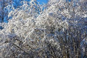 frostige, schneebedeckte Winterzweige der Baumkrone am sonnigen Tag foto