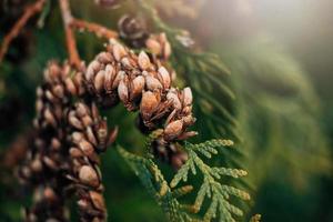 trockene Zapfen von Nadelbäumen. Thuja grüne Zweige. Weihnachtshintergrund. foto