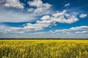 blühendes rapsfeld und blauer himmel mit weißen wolken foto