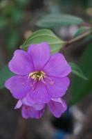 Senggani- oder Melastoma-Früchte, -Blüten und -Blätter werden als Medizin und natürliche Lebensmittelfarbe verwendet foto