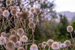 Weiße Mariendisteldickicht und Spinnennetz am nebligen Morgen, Nahaufnahme mit selektivem Fokus foto