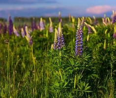 Lupinen im Feld mit selektivem Fokus foto