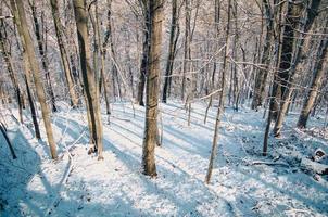 schneebedeckter Wald foto