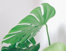 Nahaufnahme eines Blattes einer Zimmerpflanze foto
