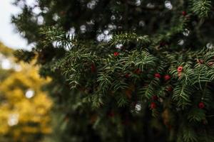 Kiefer mit Beeren foto