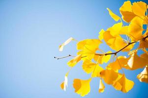 Nahaufnahme des Ginkgobaums mit gelben Blättern foto