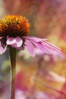 Zusammensetzung der Echinacea-Blume, künstlerische Wirkung, Bokeh-Licht