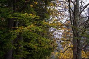 Herbstwald an einem nebligen Morgen foto