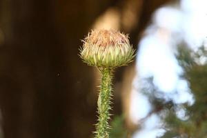 Mariendistel wächst in einer Waldlichtung. foto