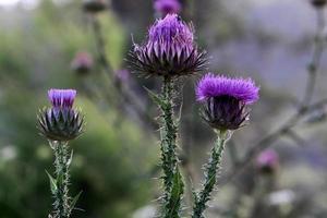 Mariendistel wächst in einer Waldlichtung. foto