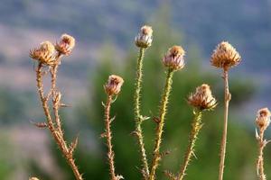 Mariendistel wächst in einer Waldlichtung. foto