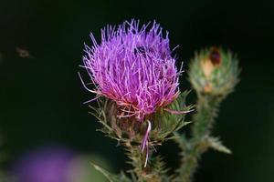 Mariendistel wächst in einer Waldlichtung. foto