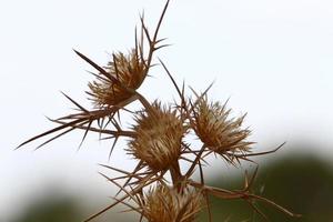 Mariendistel wächst in einer Waldlichtung. foto