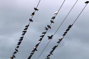 Vögel sitzen auf stromführenden Drähten. foto