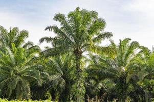 ölpalmenplantage gesäumte palmen in krabi, thailand foto