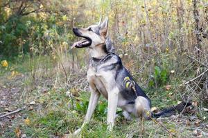 Braun-weißer kurzhaariger Mischlingshund mit offenem Mund sitzt auf Herbstgras und Blättern im Herbstpark. foto