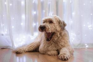 langhaariger südrussischer schäferhund mit offenem mund zu hause ruht auf einem boden auf einem hintergrund aus weißem vorhang mit lichtern. foto