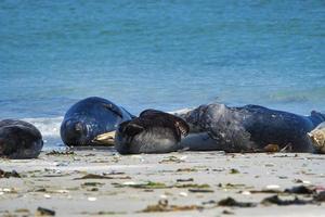 Kegelrobbe am Strand von Helgoland - Inseldüne foto