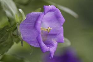 Nahaufnahme einer Bluebell-Blüte foto