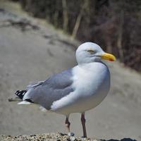 Silbermöwe auf Helgoland foto