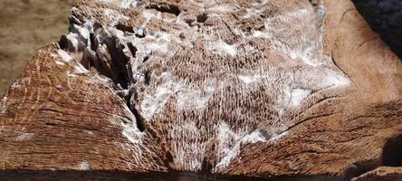 natürliches ästhetisches Holz mit Holzmaserung auf der rauen Front foto