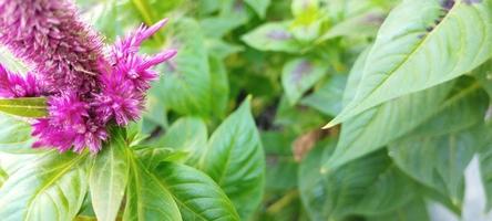 Die Hühnerkammpflanze ist rosa und die Blätter sind grün foto