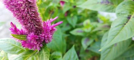 Die Hühnerkammpflanze ist rosa und die Blätter sind grün foto