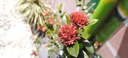 Ixora chinensis, allgemein bekannt als chinesische Ixora, ist eine Pflanzenart der Gattung Ixora foto