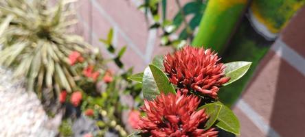 Ixora chinensis, allgemein bekannt als chinesische Ixora, ist eine Pflanzenart der Gattung Ixora foto