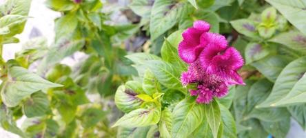 Die Hühnerkammpflanze ist rosa und die Blätter sind grün foto