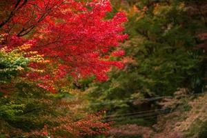 malerische Szene des Herbstes in Japan foto