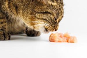 Tabby-Katze, die rohes Hühnerfleisch auf weißem Hintergrund isst foto