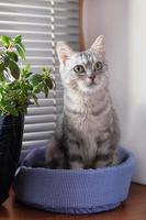 Die entzückende, flauschige graue Tabby-Katze mit grünen Augen sitzt auf einem Katzenbett in der Nähe eines Fensters und einer Topfpflanze und schaut auf die Kamera. foto