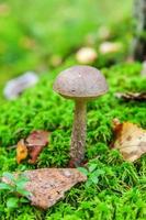 Essbarer kleiner Pilz mit brauner Kappe Penny Bun Leccinum im Moosherbstwaldhintergrund. Pilze in der Natur. Großer Pilz Makro Nahaufnahme. inspirierende natürliche sommerherbstlandschaft foto