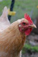 Buff Orpington im Hof foto