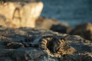 eine schlafende Katze foto