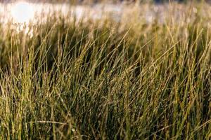 langes dünnes grünes Sumpfgras mit Morgentau. Nahaufnahme mit selektivem Fokus und Unschärfe. foto