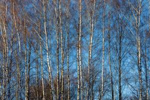 lange hohe Birken ohne Blätter auf blauem Himmelshintergrund foto