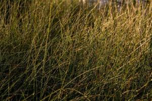 langes dünnes grünes Sumpfgras mit Morgentau. Nahaufnahme mit selektivem Fokus und Unschärfe. foto