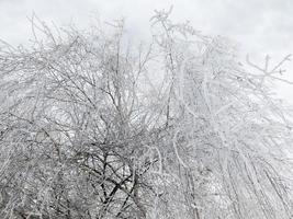 Nahaufnahme gefrorene Birke mit hängenden Zweigen foto