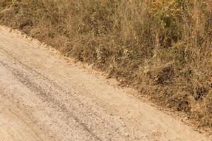 staubiger, trockener Feldweg mit wildem Grasdickicht an der Seite foto