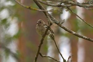 Buchfink jung auf einem Ast im Wald. braunes, graues, grünes Gefieder. Singvogel foto