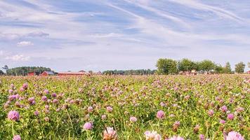 Kleefeld auf einer Wiese. Blumenwiese in Grün und Rosa. Pflanzen aus der Natur. foto