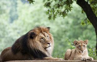 der Löwe im Zoo-Hintergrund foto
