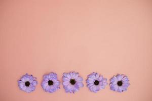 kreatives layout mit bunten blumen sehr peri gerberas auf einem rosa hintergrund.banner mit platz für text. Grußkarte. Kopieren Sie Platz für Ihren Text. foto