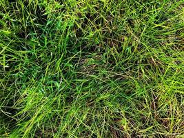 grüner Rasen Textur Hintergrund. Ansicht von oben. Tapete für Design foto